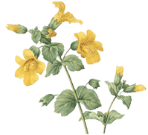 Floral accent