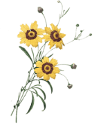 Floral accent