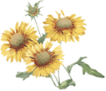 Floral accent