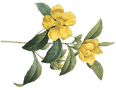 Floral accent