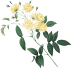 Floral accent